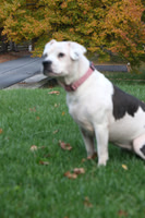Dogs are family too Oct-25