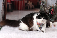 Meow x3 Holiday