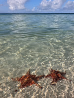 GRAND CAYMAN SALE