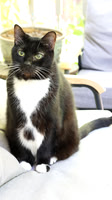 I love cats 2026