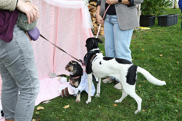IMG_0264