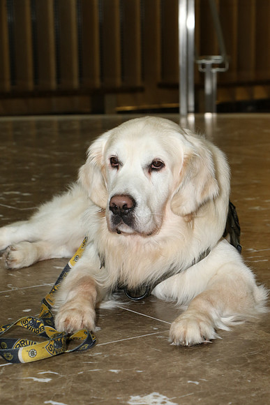 adoption_0011