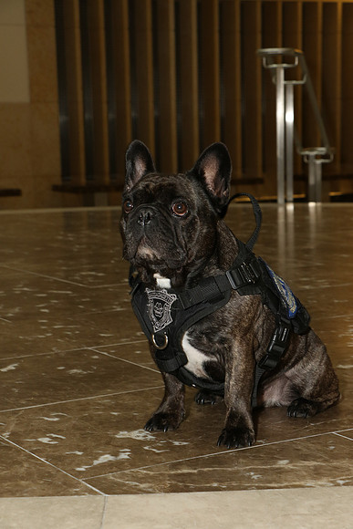 adoption_0020